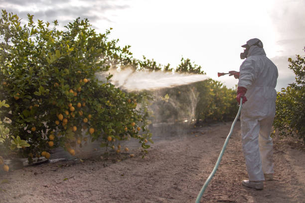 Best Local Pest Control Services  in Castle Pines, CO
