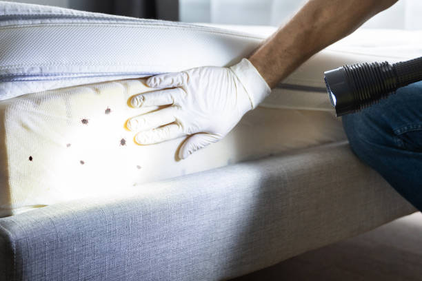 Best Residential Pest Control  in Castle Pines, CO