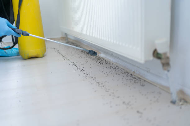 Best Cockroach Control Services  in Castle Pines, CO