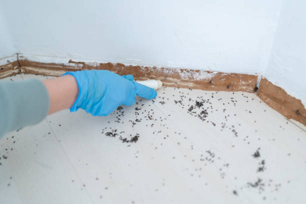 Best Bed Bug Extermination  in Castle Pines, CO